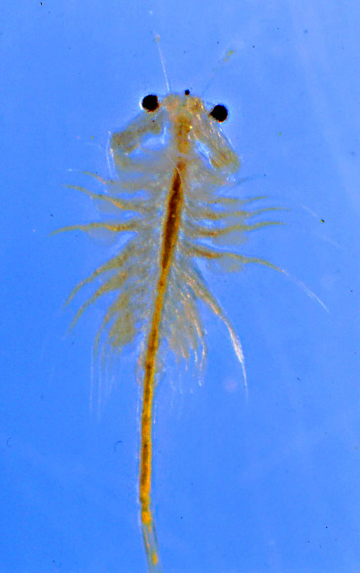 Artemia salina